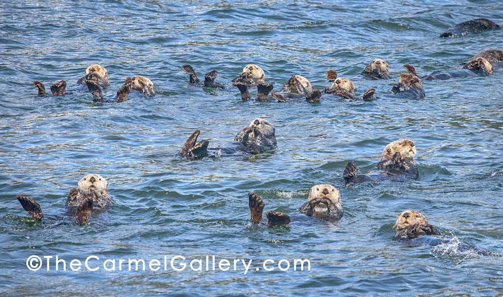 Sea Otter Swim Art | The Carmel Gallery
