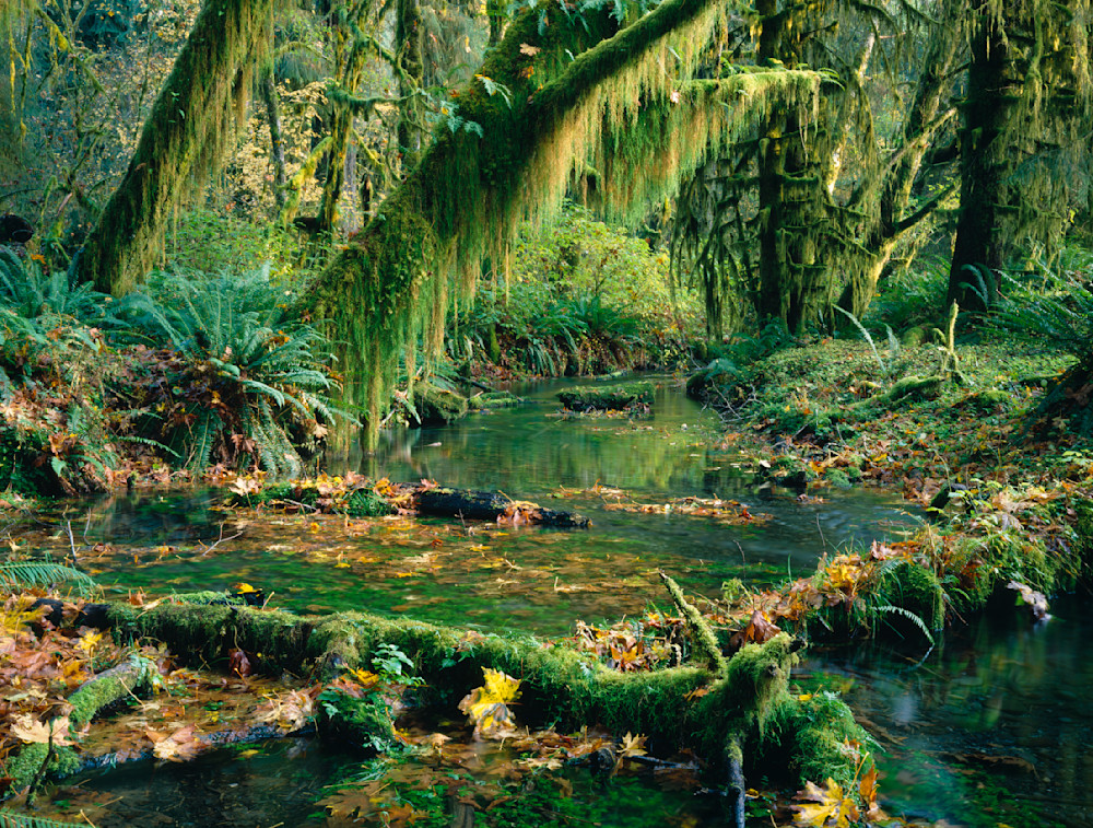 The lush Hoh rain forest, Olympic National Park, Washington, USA