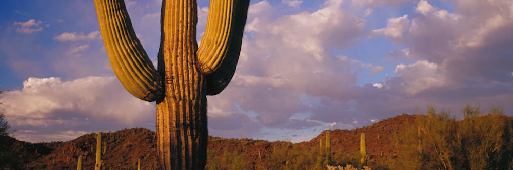 Giant Saguaro cactus in Organ Pipe Cactus National Monument, Arizona
