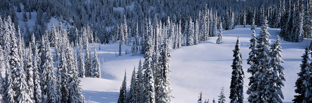 Fine art print of snow covered trees and a meadow, Mt. Rainier National Park, Washington Greg Probst