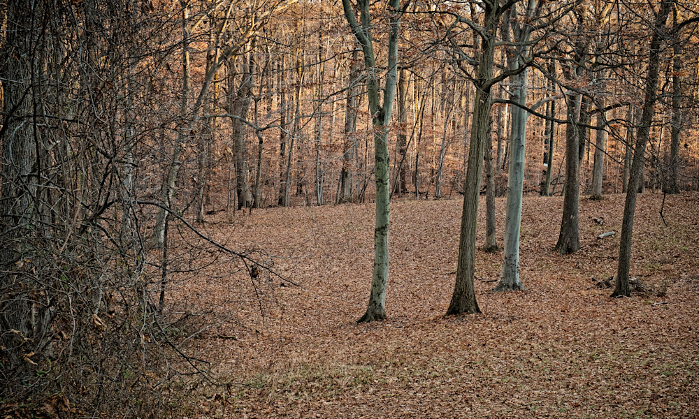 Behind Greenwood Autumn Photography Art | David Frank Photography Behind Greenwood Autumn Photography Art | David Frank Photography