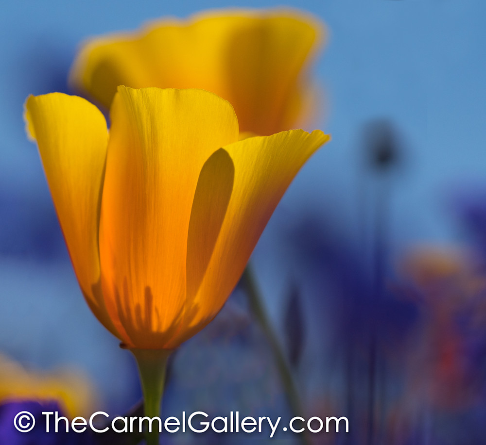Poppies Ii Art | The Carmel Gallery