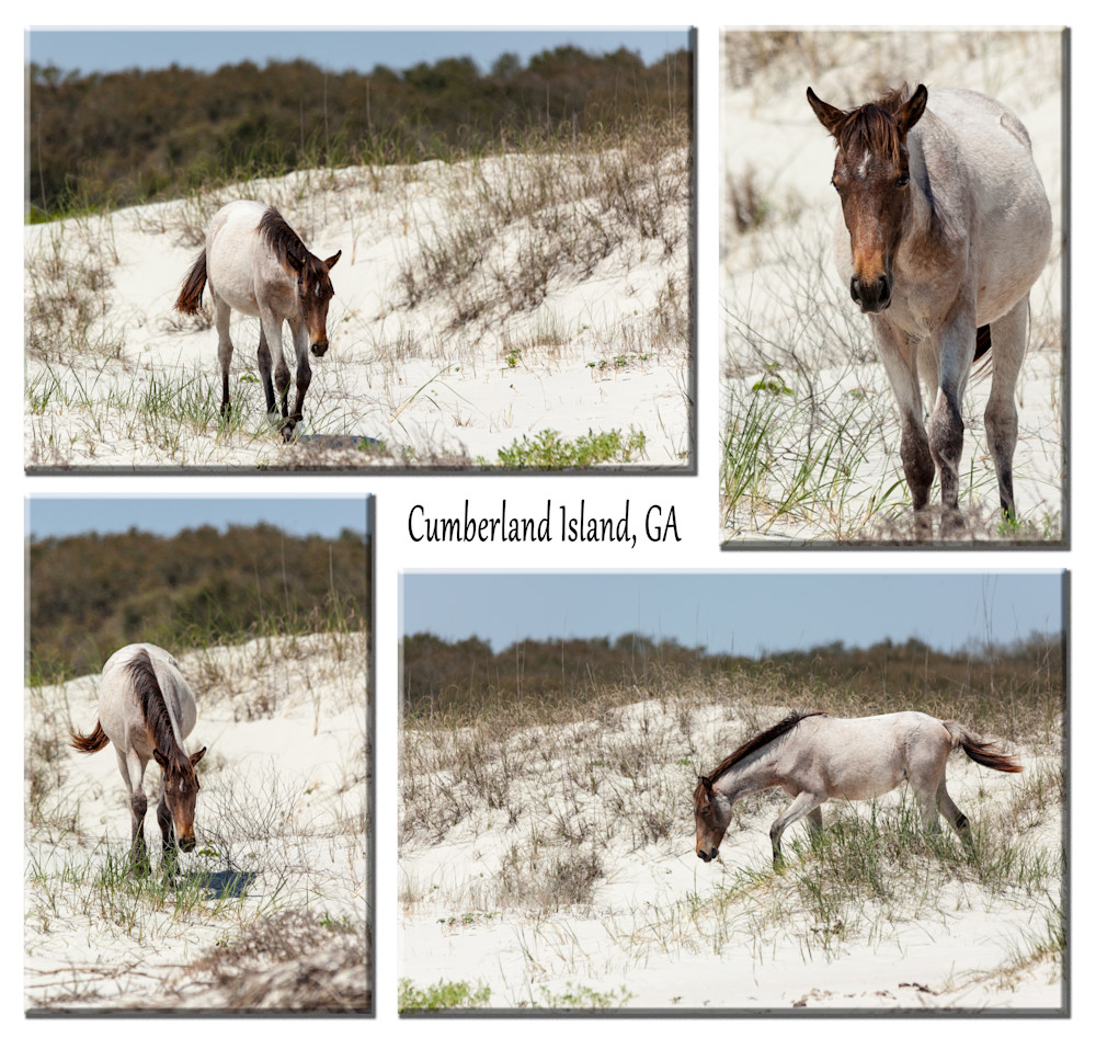 Horse of the Dunes