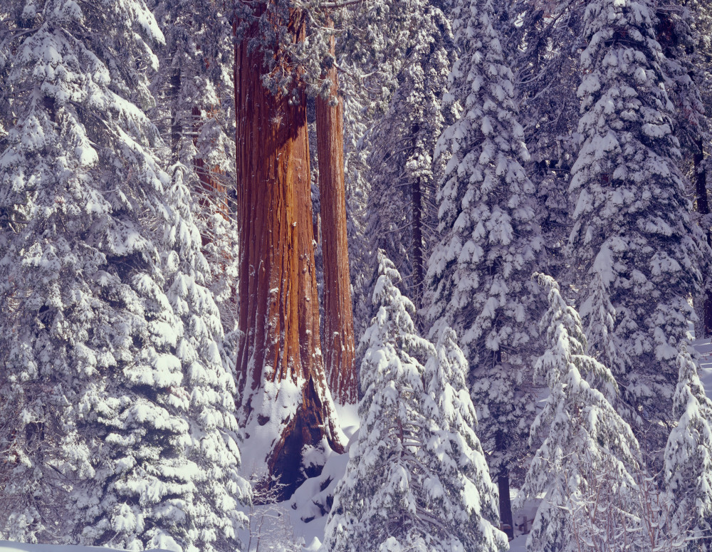  Giant Sequoia trees covered snow.