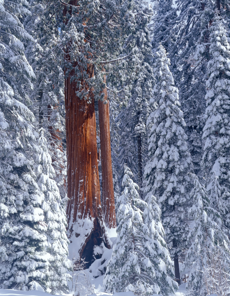  Giant Sequoia forest covered snow.