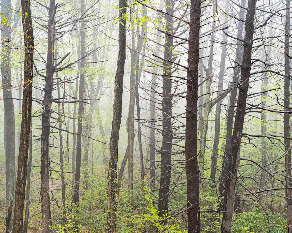 Awakening Forest Photography Art | Peter Wnek Photography