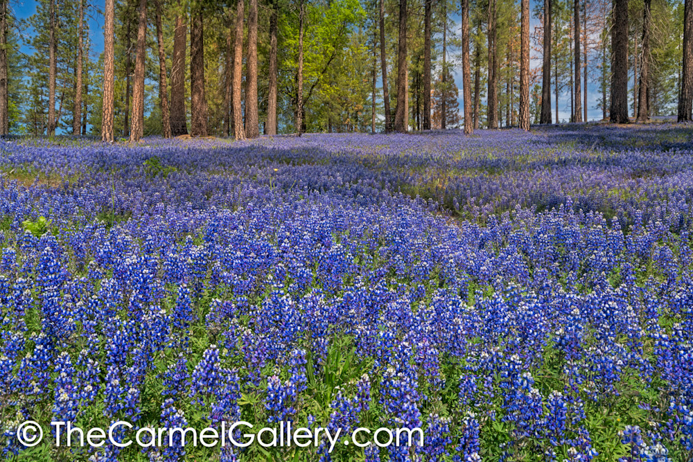 Forest Lupines