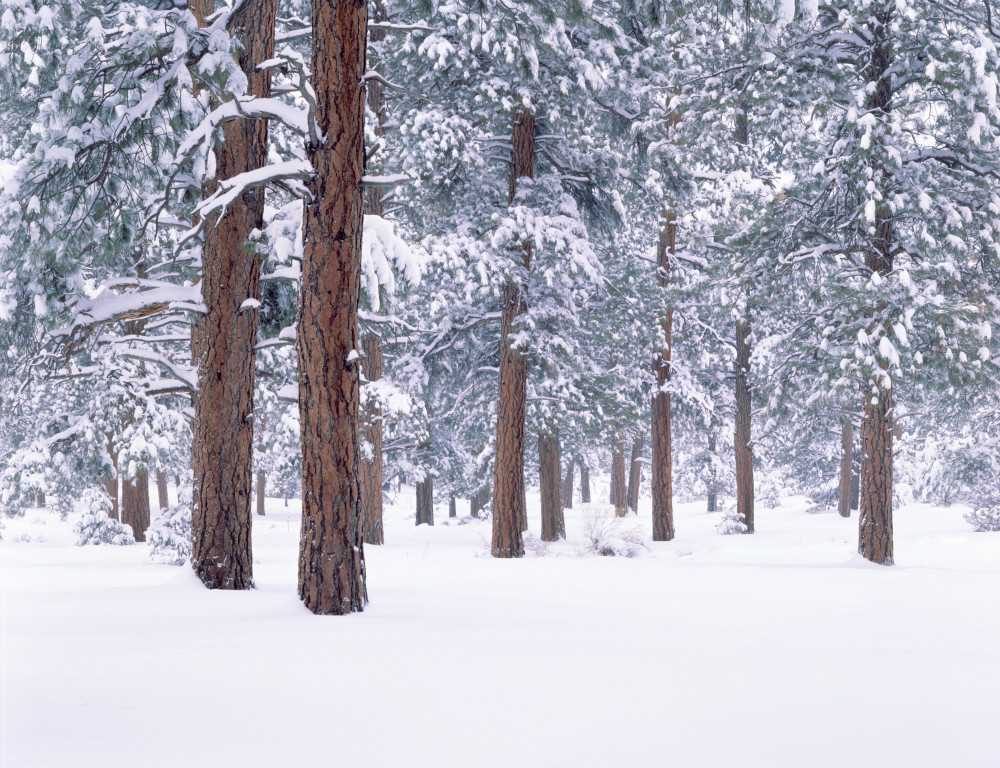 Snow covered Ponderosa forest