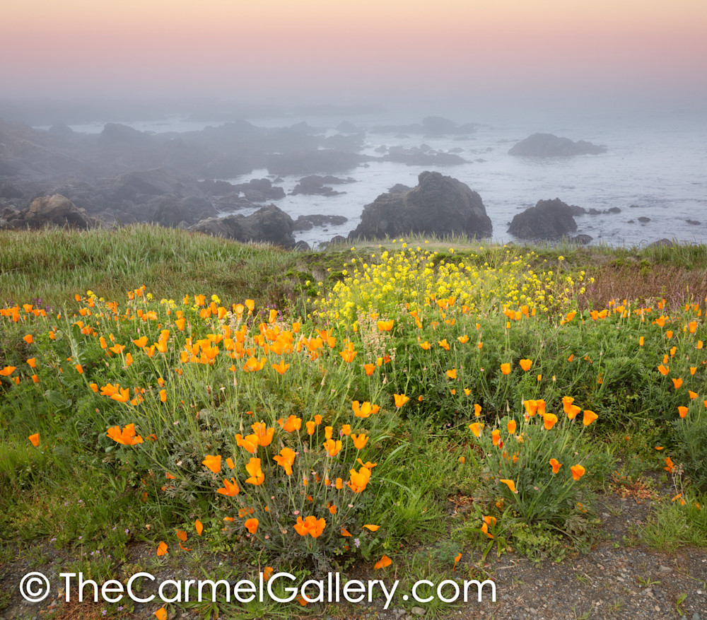 Poppies & Mustard, California Coast Art | The Carmel Gallery
