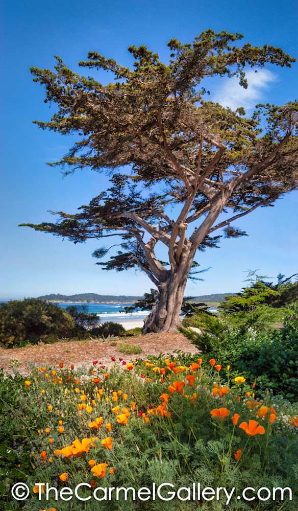 Monterey Cypress And Poppies Art | The Carmel Gallery