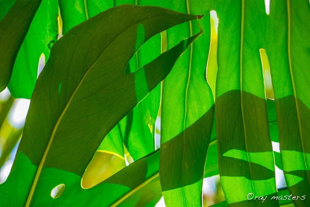 Green leaf photograph as art print