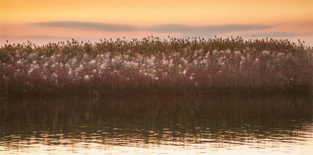 Autumn's Bouquet is an romantic photo of the tidal marsh grasses at dusk.