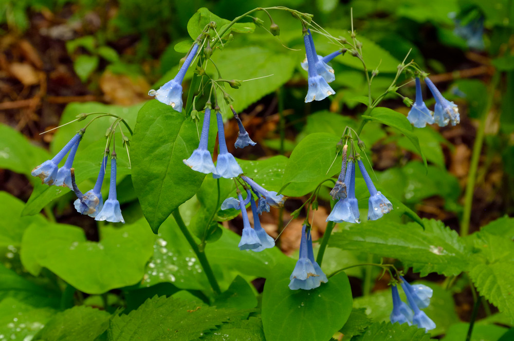 Virginia Bluebells (Mertensia virginica)