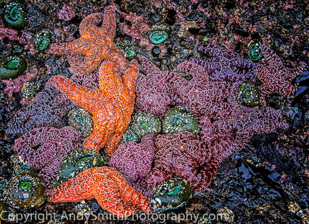 Purple Ochre Sea Stars fine art photograph