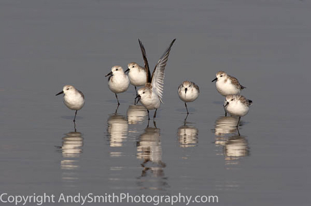 seven sanderlings  fine art photograph