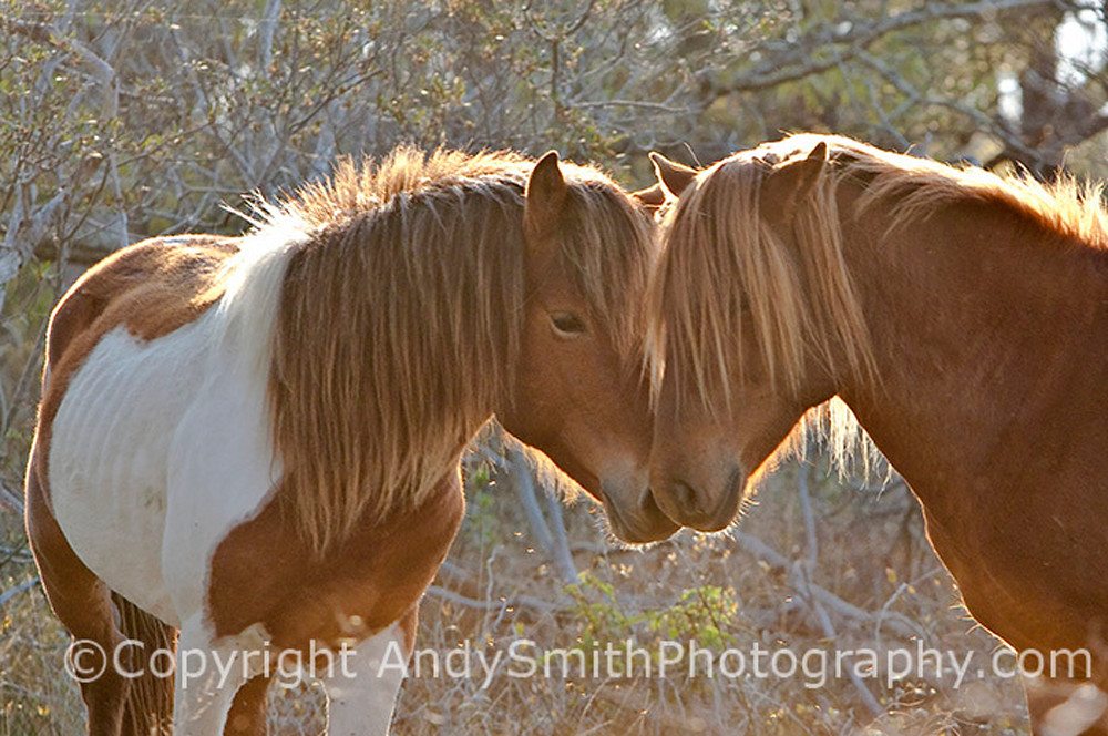 Affection, wild ponies at Assateague fine art photograph