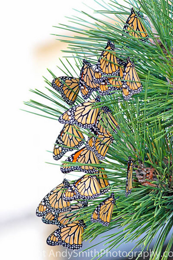 Monarchs in Migration fine art photograph