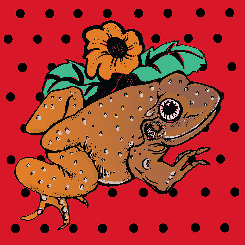 Polka Dot Frog Art | Fine Art New Mexico