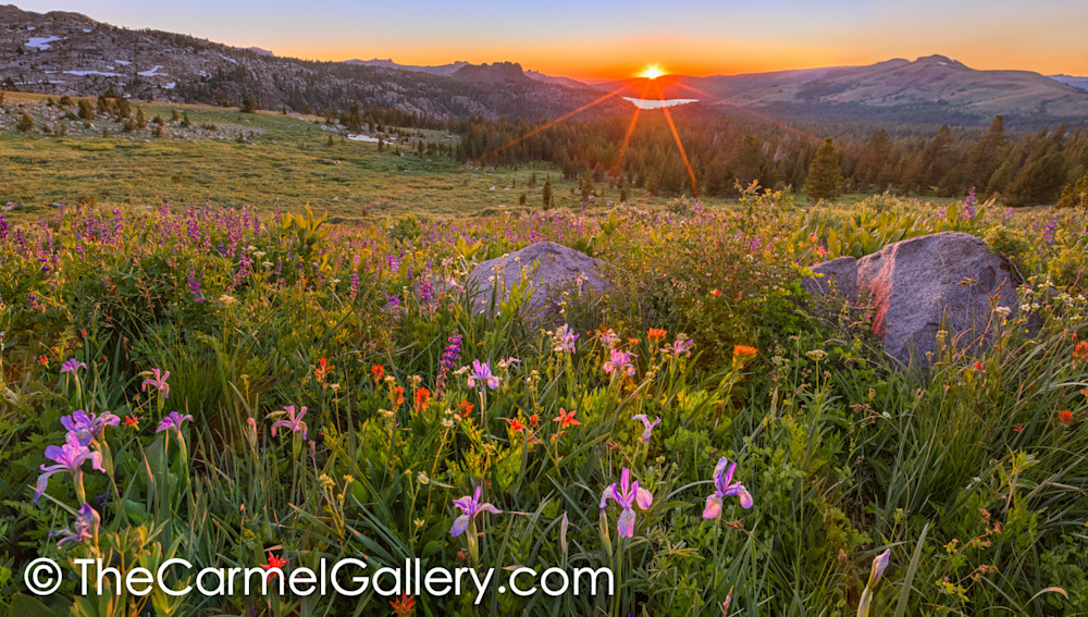 Wildflower Panorama Art | The Carmel Gallery