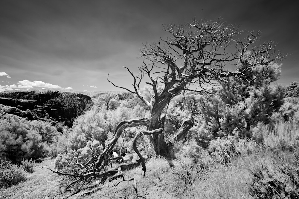 9443 Cedar Tree Black Canyon Of Gunnison Photography Art | Cunningham Gallery