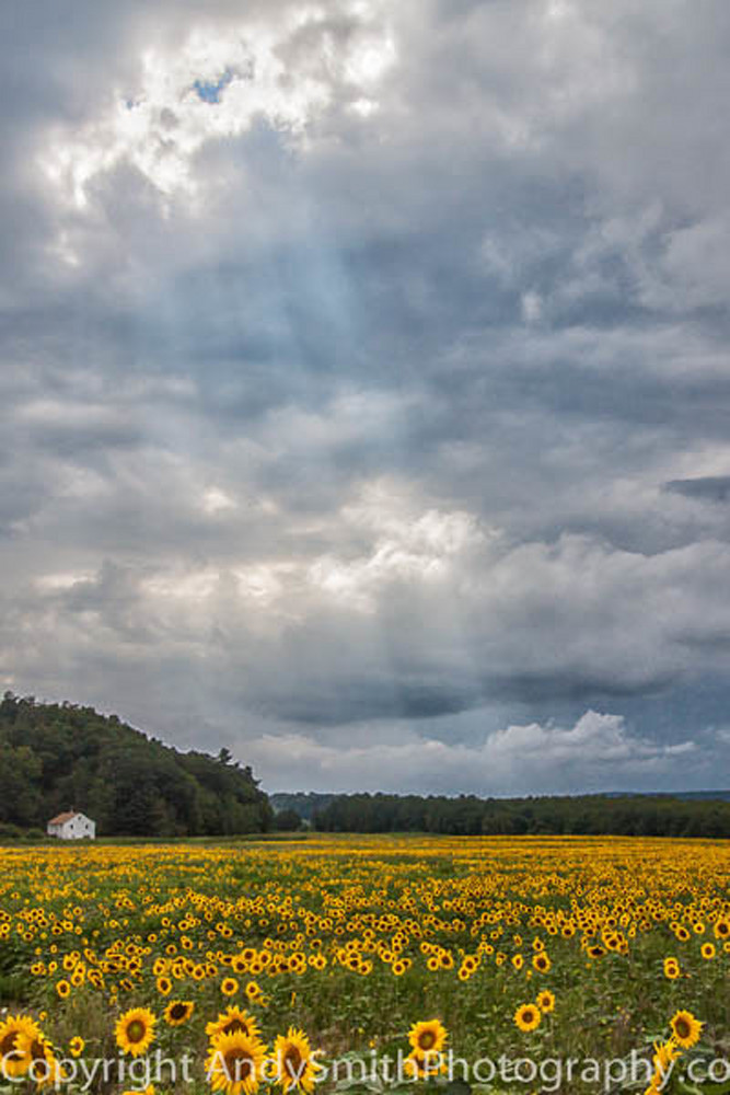 Sunflower Field Before the Storm fine art photograph 