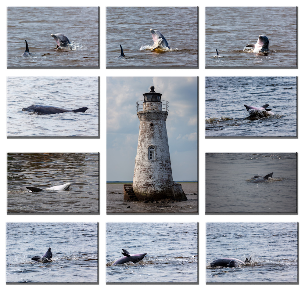 Dolphins around Cockspur Lighthouse