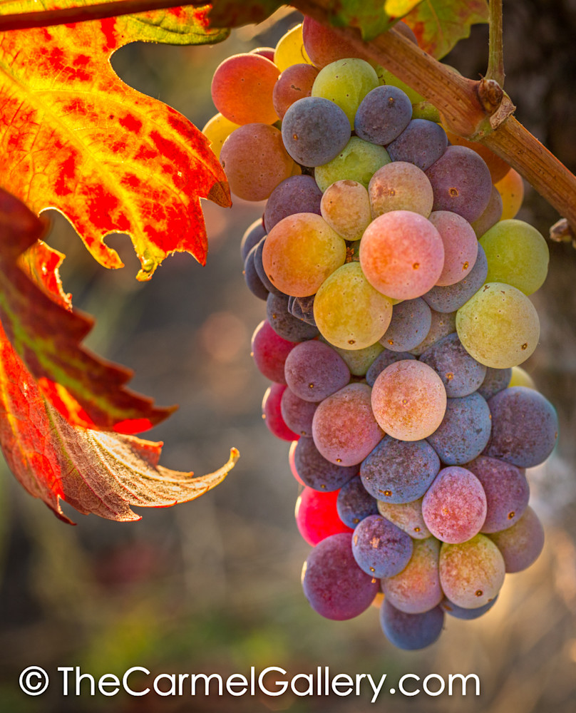 Veraison