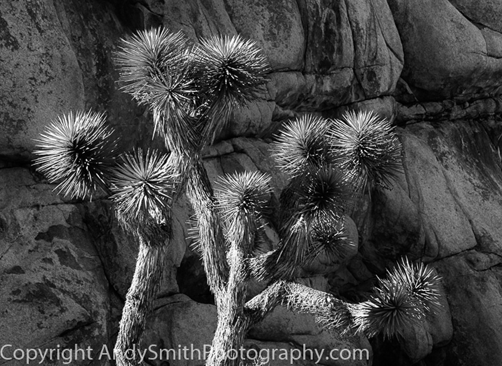Joshua Tree black and white fine art photograph