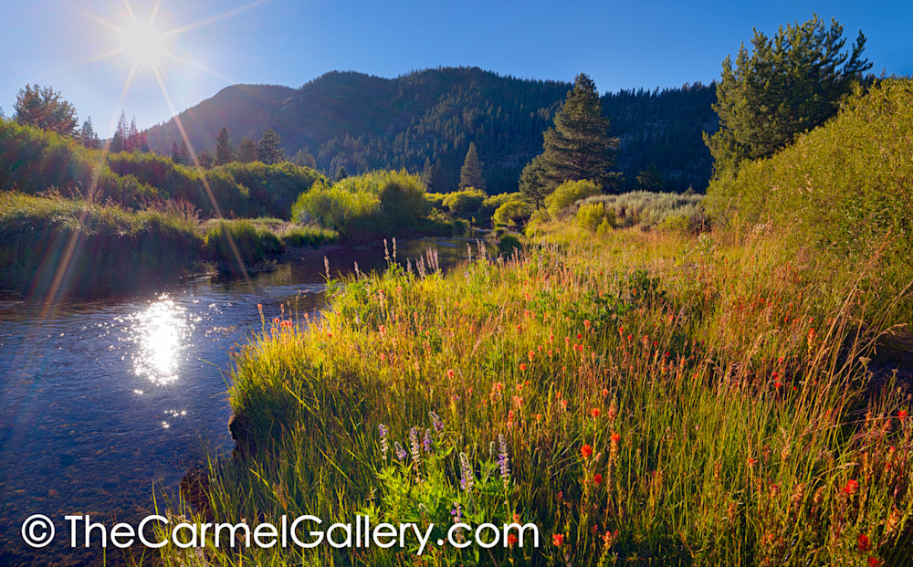 Evening Sun, High Sierra Evening Sun, High Sierra