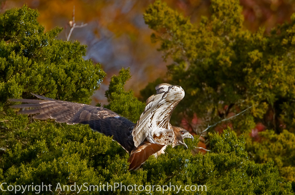 Red-tailed Hawk Taking Off fine art photograph
