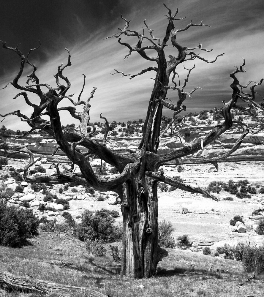Dry Tree Photography Art | Dave Stoetzel