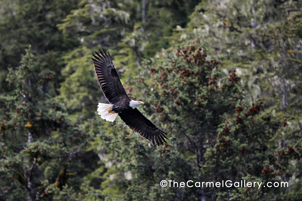 Soaring Eagle Art | The Carmel Gallery