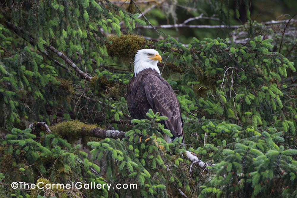 Majestic Eagle Art | The Carmel Gallery