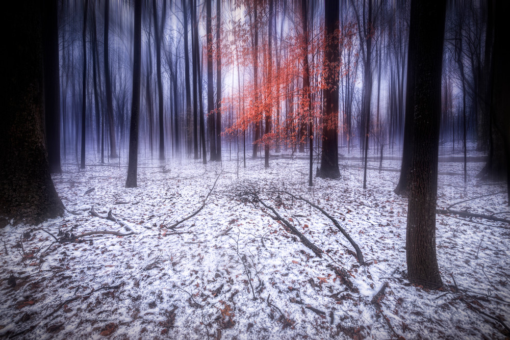 Tranquil, a tree with red leaves stands out in the snowy woods