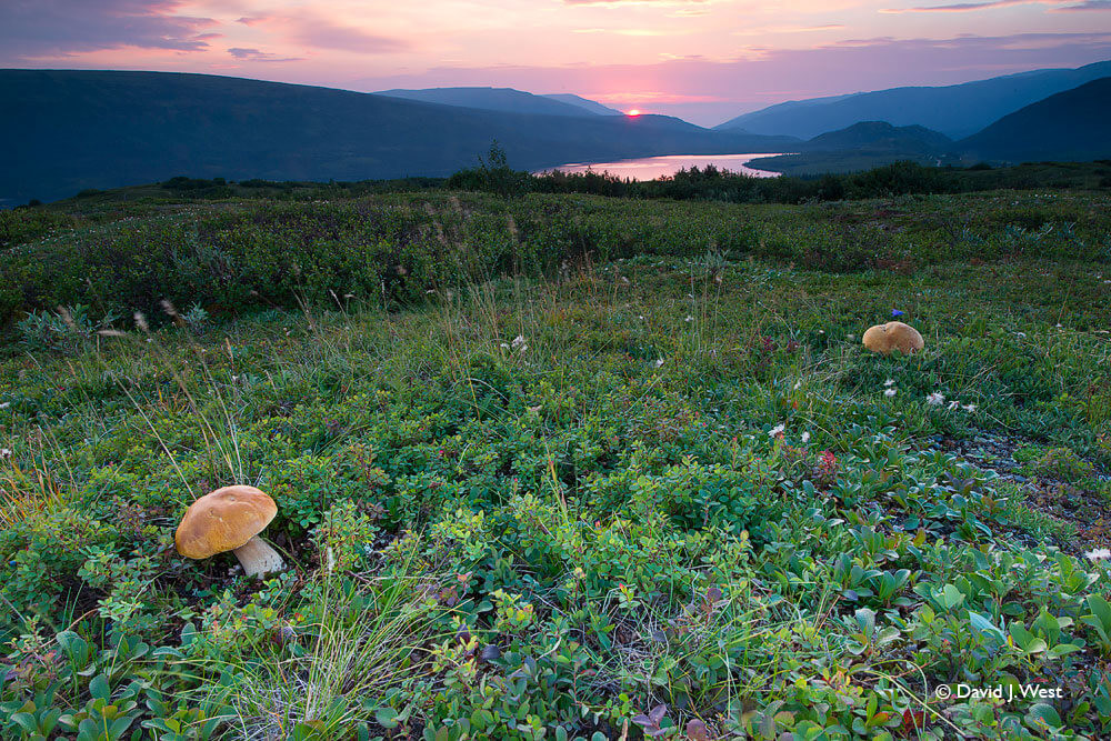 Magic Mushrooms Magic Mushrooms