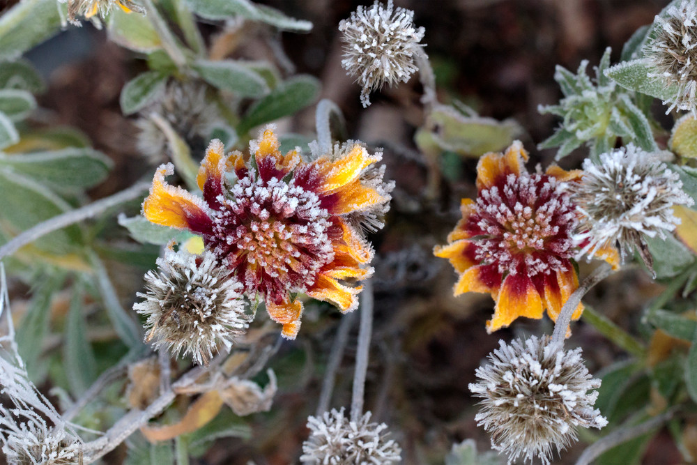 advection frost, cone flower