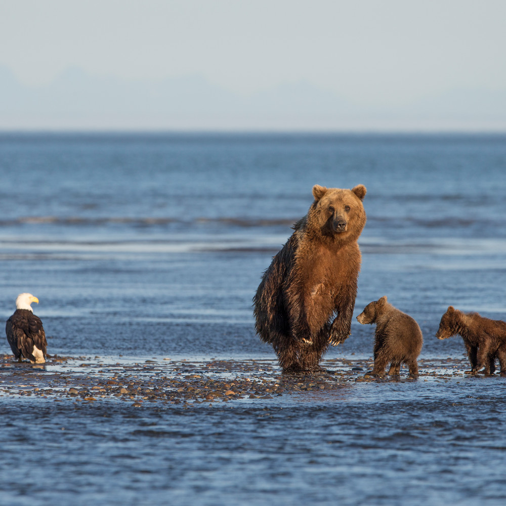 Alaska, coastal brown bears, standing bear, bald eagle