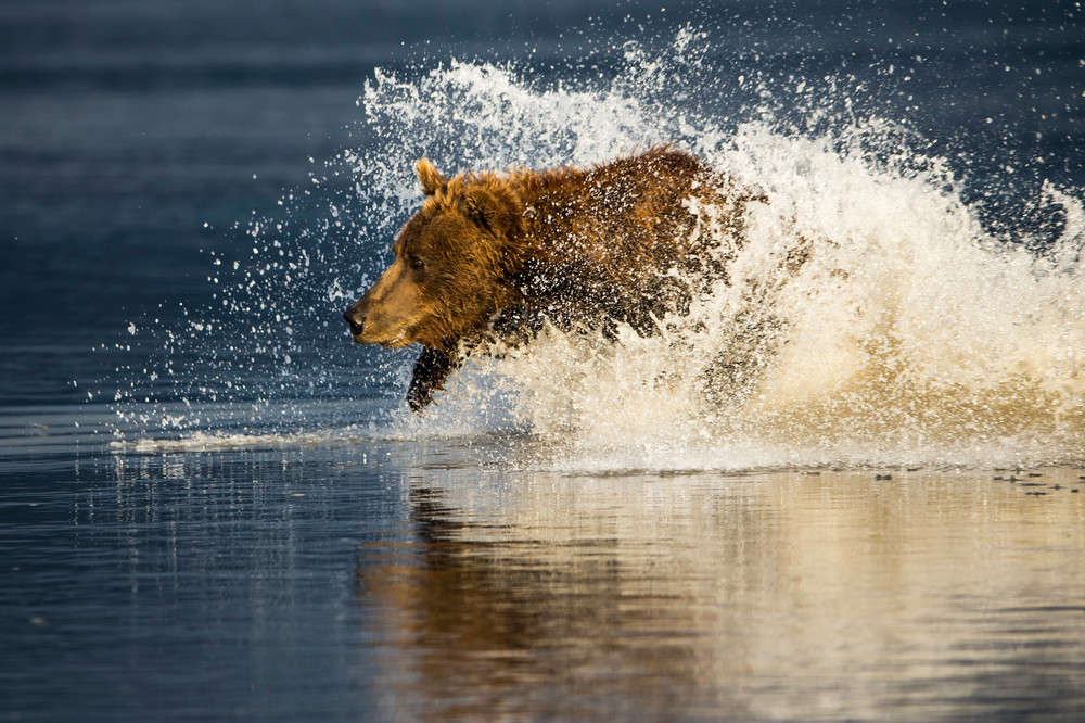 bear running in water, Alaska, 