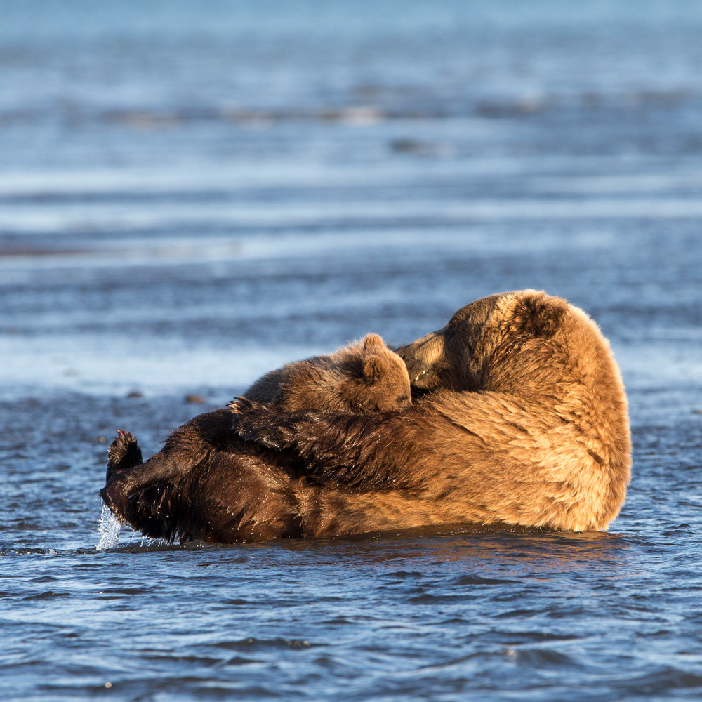 nursing bears, bear cubs, Alaska, feeding