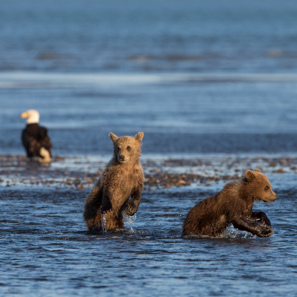 Brown bear cubs, bald eagle, Alaska