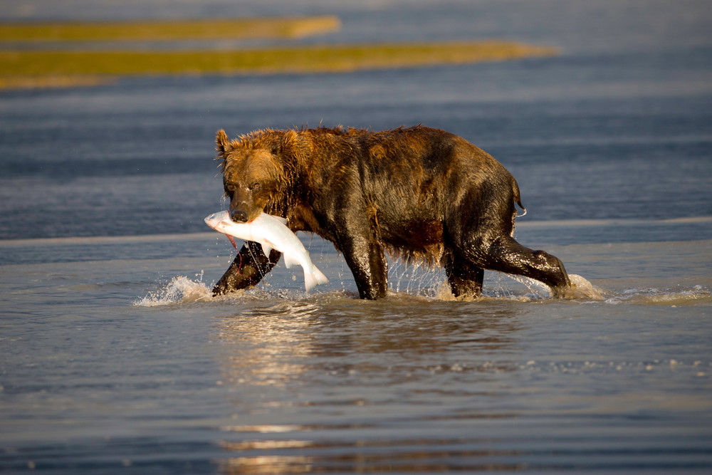 bear catching salmon, Alaska, brown bears