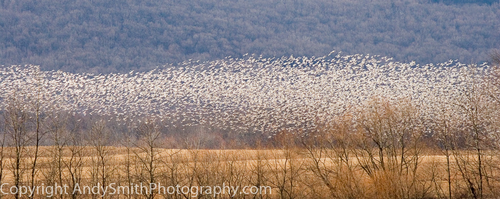 Fine ARt Photograph of Snow Geese over Cornfield at Middle Creek Wildlife Management Area