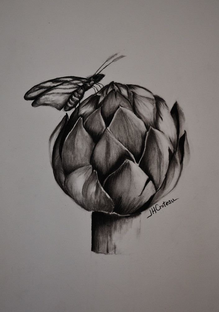 Charcoal Drawing Of Moth On An Artichoke Fine Art Prints Of This Lovely Charcoal Painting
