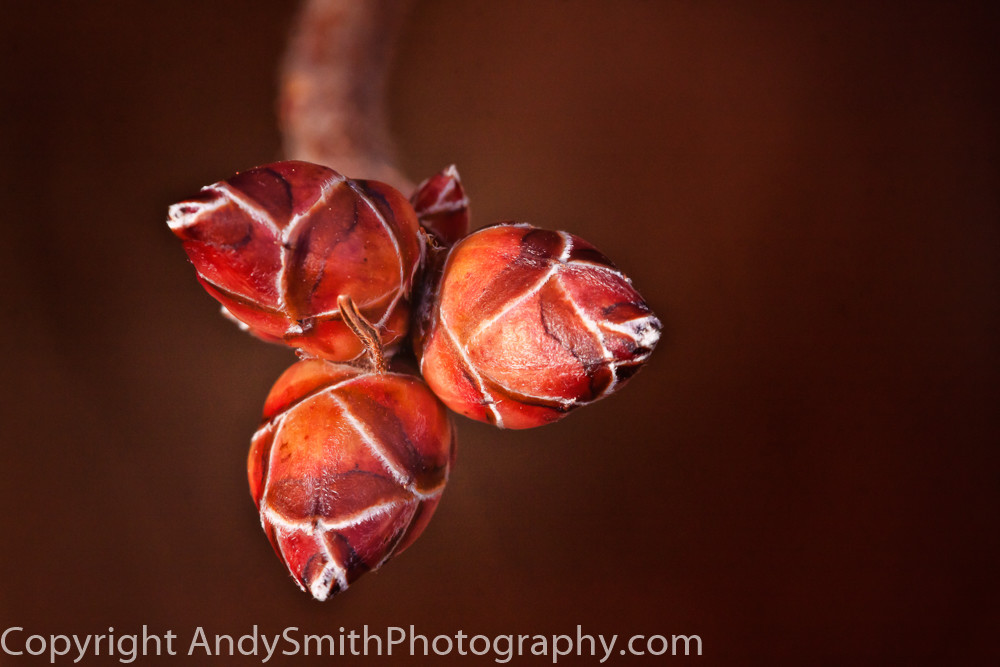 fine art photograph of rhododendron buds in Jenkins Arboretum
