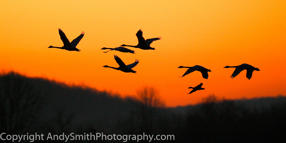 fine art photograph of silhouettes in the sunrise