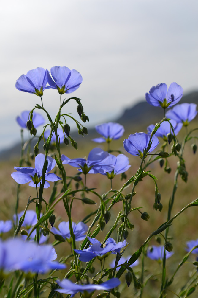 Photograph of blue flax flowers for sale as Fine Art