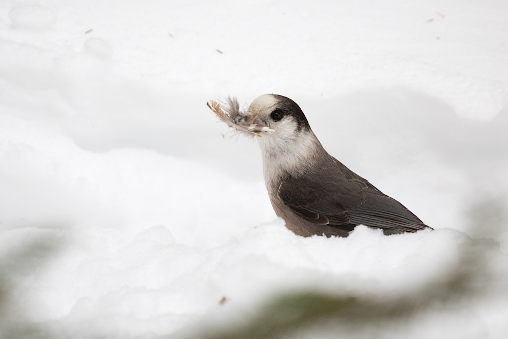 Gray Jay gathering feathers to line its nest