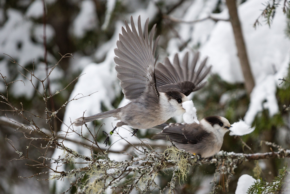 Gray Jays building a nest
