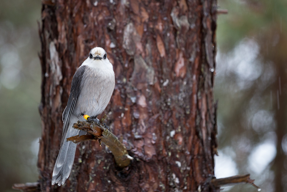 Gray Jay perched in a tree 2
