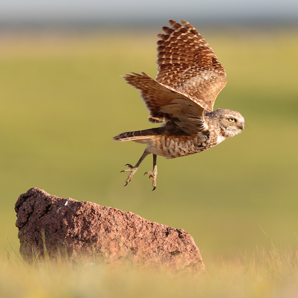 Burrowing owl takes flight
